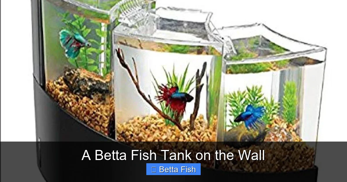 A Betta Fish Tank on the Wall