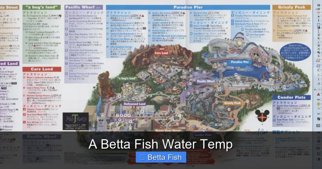 A Betta Fish Water Temp