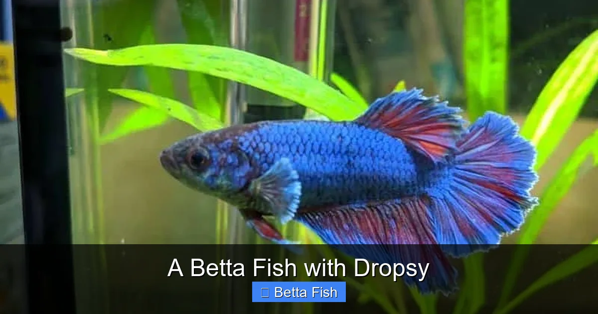 A Betta Fish with Dropsy