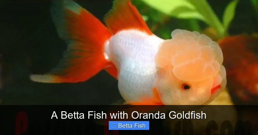 A Betta Fish with Oranda Goldfish