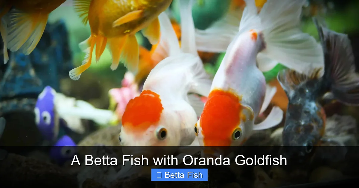 A Betta Fish with Oranda Goldfish