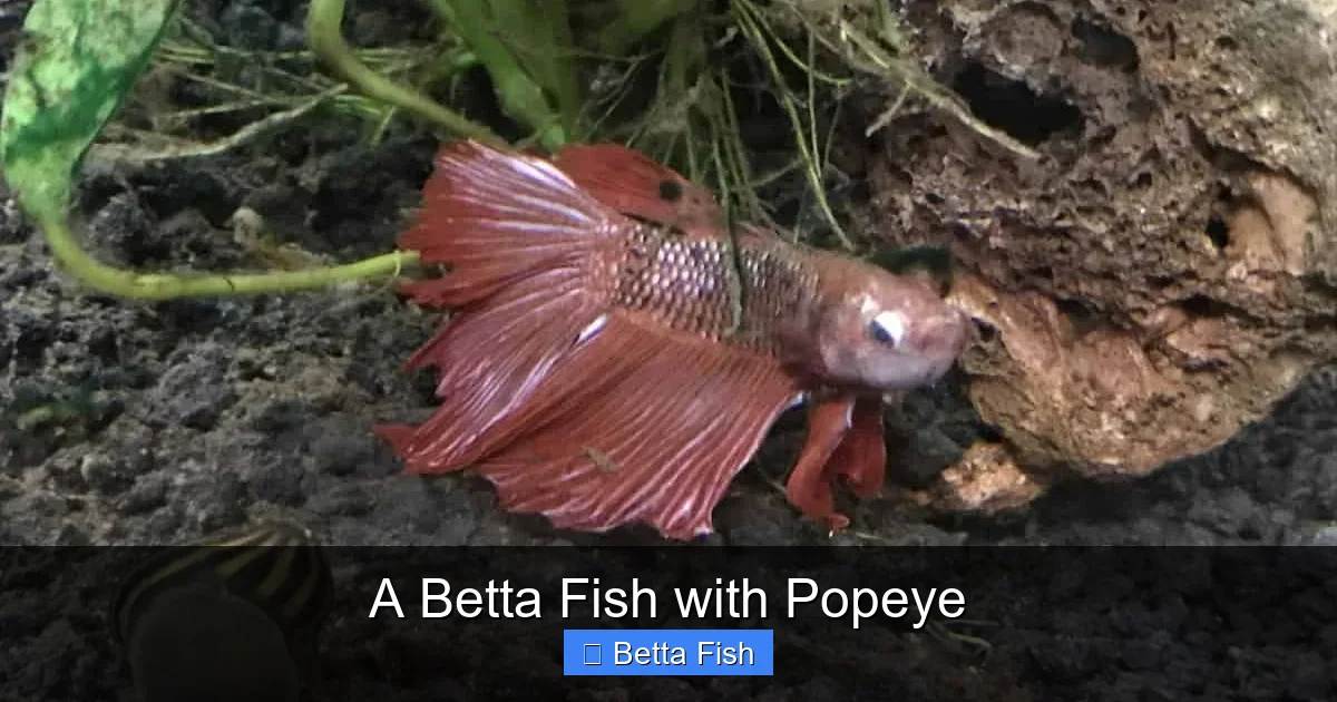A Betta Fish with Popeye