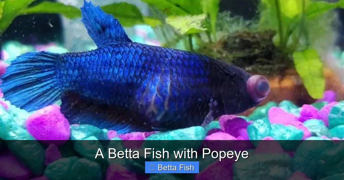 A Betta Fish with Popeye