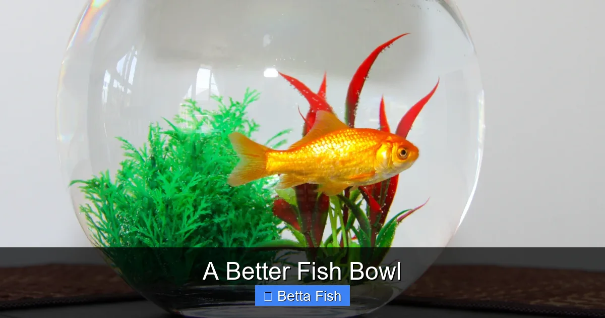 A Better Fish Bowl