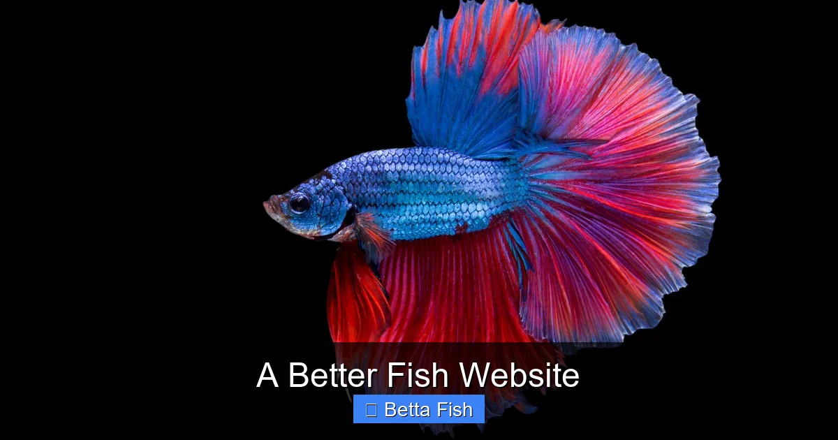 A Better Fish Website