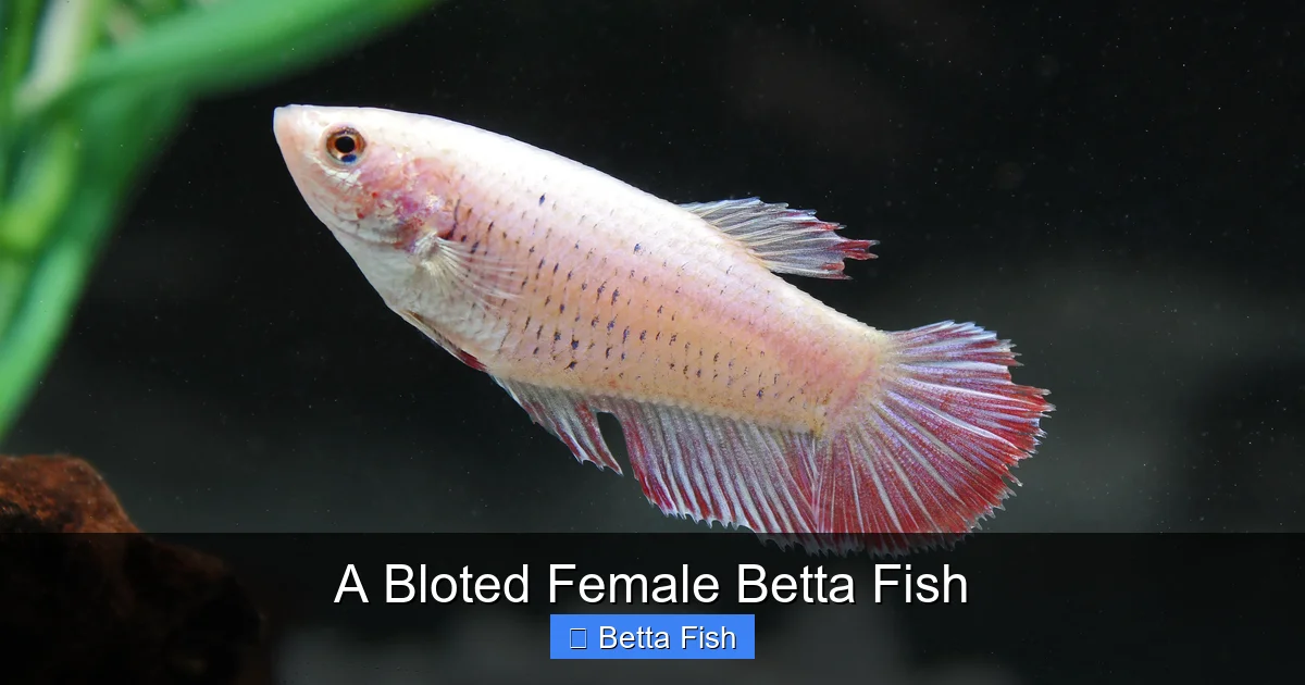 A Bloted Female Betta Fish