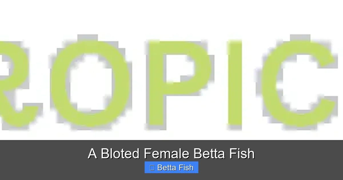 A Bloted Female Betta Fish