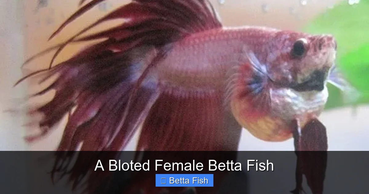 A Bloted Female Betta Fish