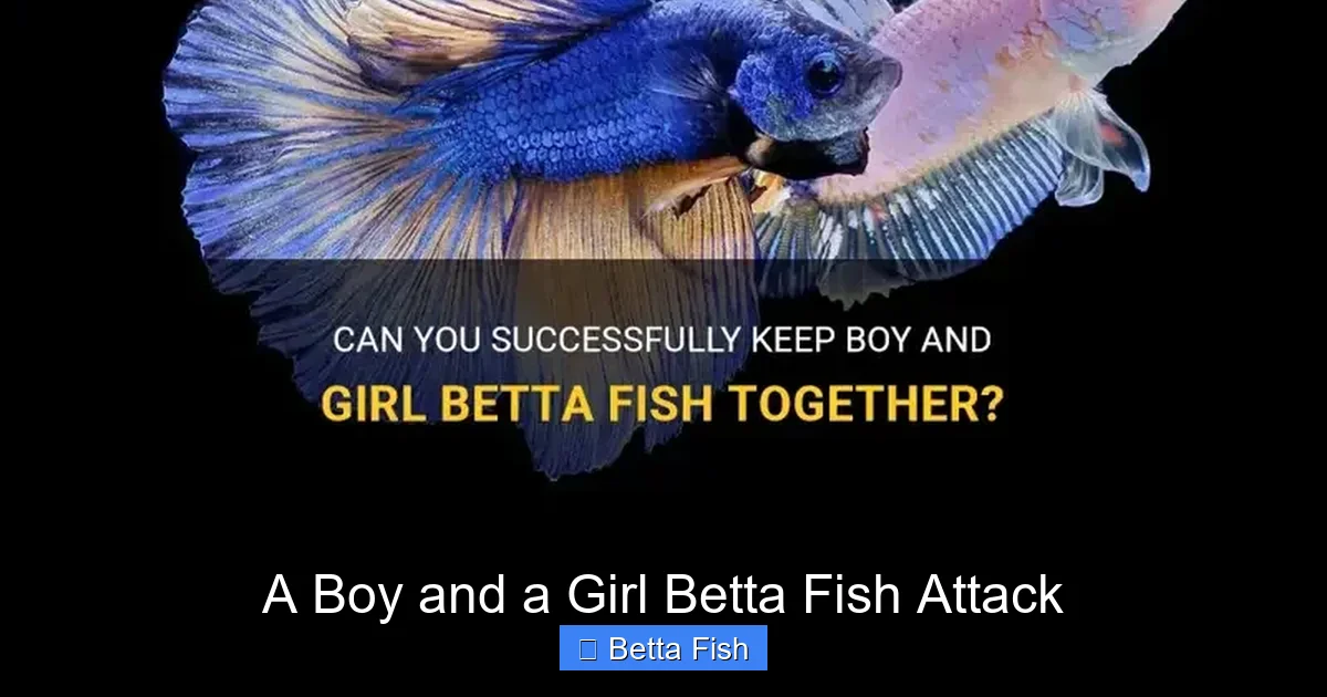 A Boy and a Girl Betta Fish Attack