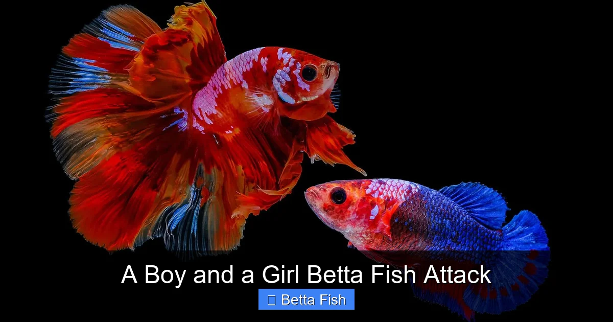 A Boy and a Girl Betta Fish Attack