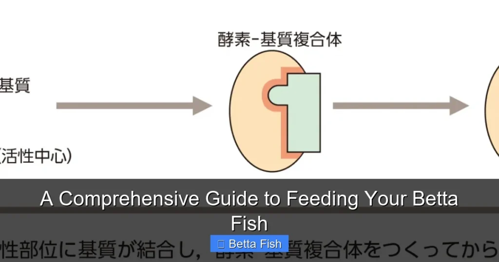 A Comprehensive Guide to Feeding Your Betta Fish