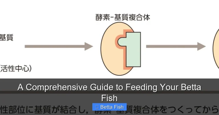A Comprehensive Guide to Feeding Your Betta Fish