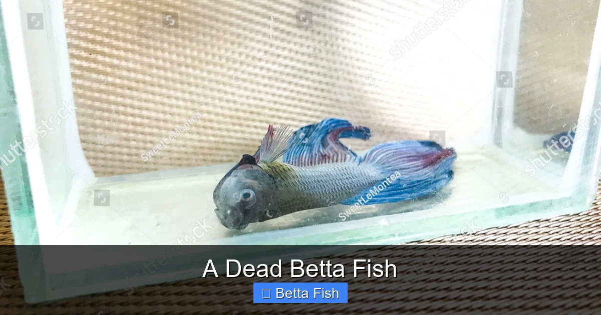 A Dead Betta Fish