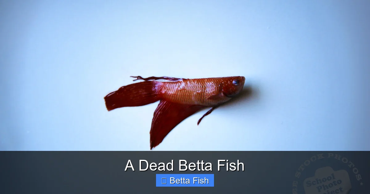 A Dead Betta Fish