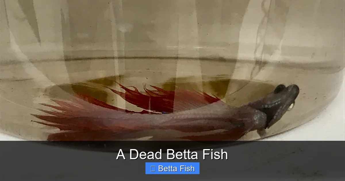 A Dead Betta Fish