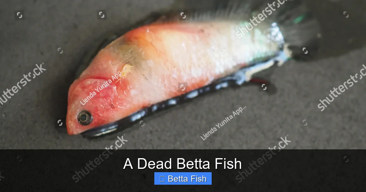 A Dead Betta Fish