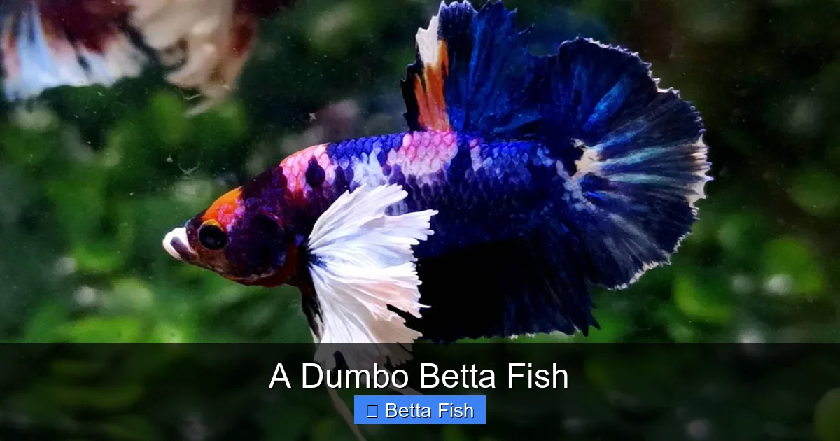 A Dumbo Betta Fish