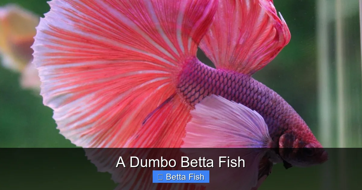 A Dumbo Betta Fish