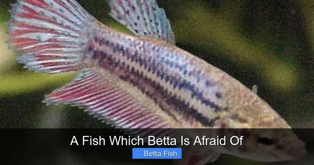 A Fish Which Betta Is Afraid Of