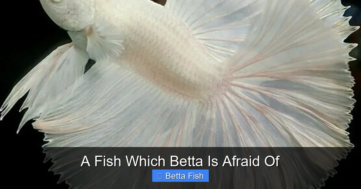 A Fish Which Betta Is Afraid Of