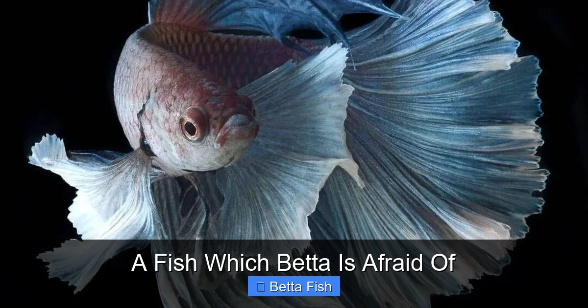 A Fish Which Betta Is Afraid Of
