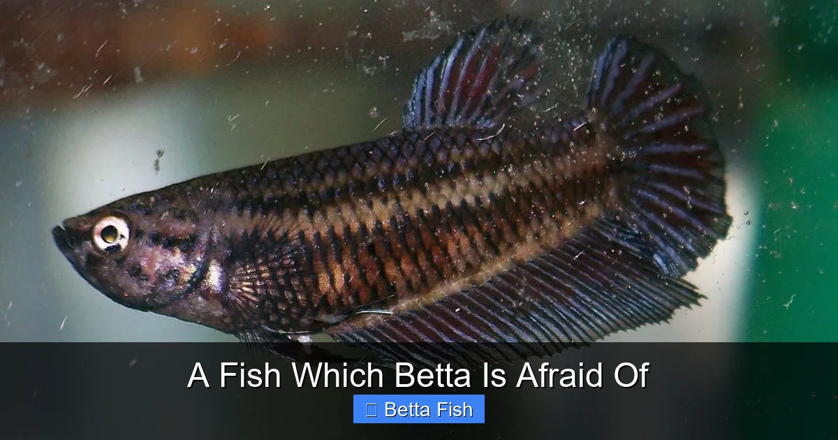 A Fish Which Betta Is Afraid Of