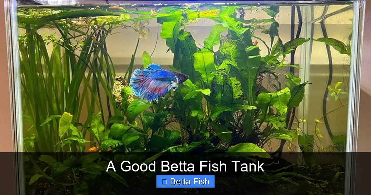A Good Betta Fish Tank