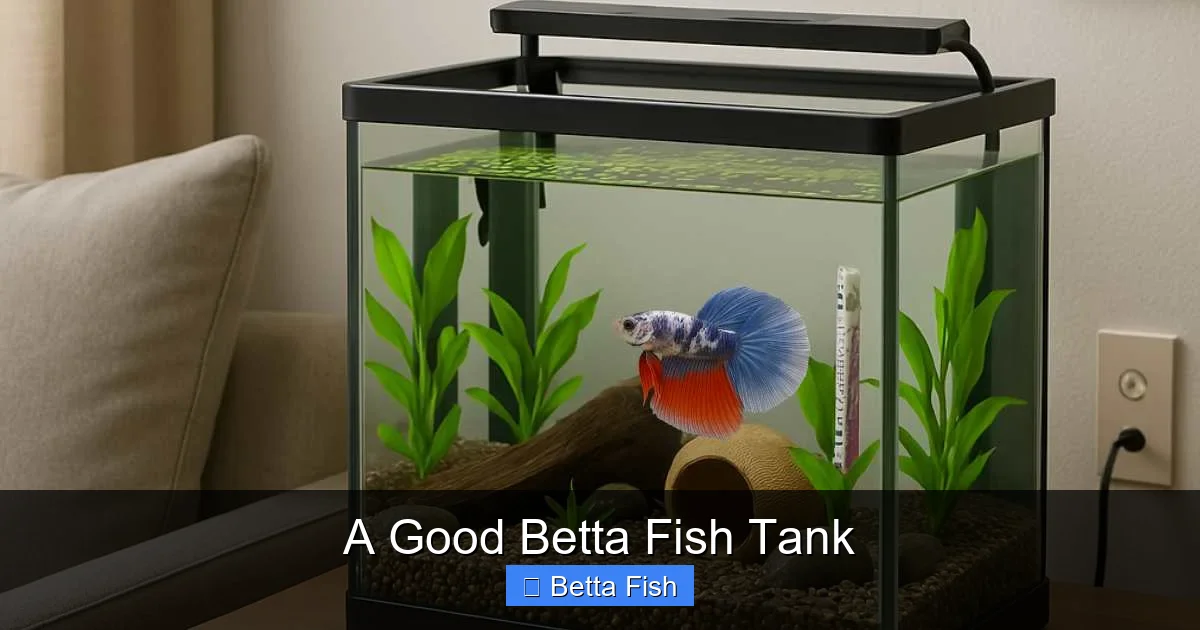 A Good Betta Fish Tank
