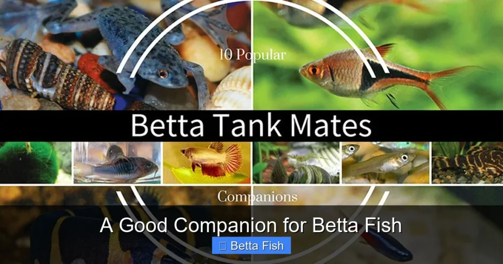 A Good Companion for Betta Fish