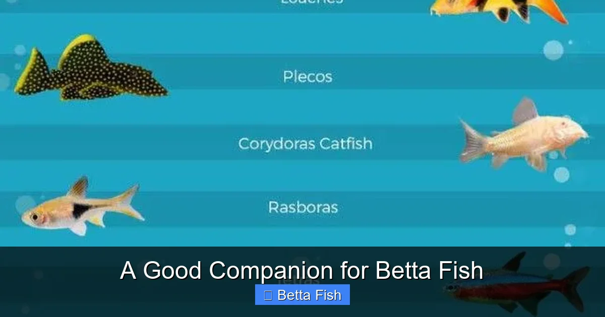 A Good Companion for Betta Fish