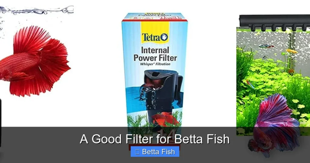 A Good Filter for Betta Fish