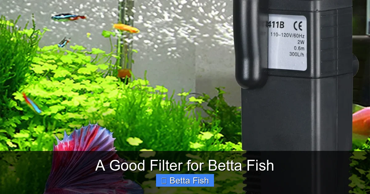 A Good Filter for Betta Fish