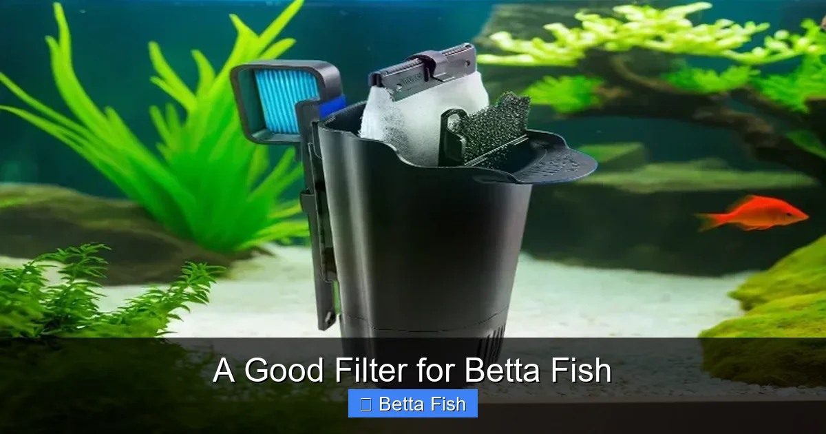 A Good Filter for Betta Fish