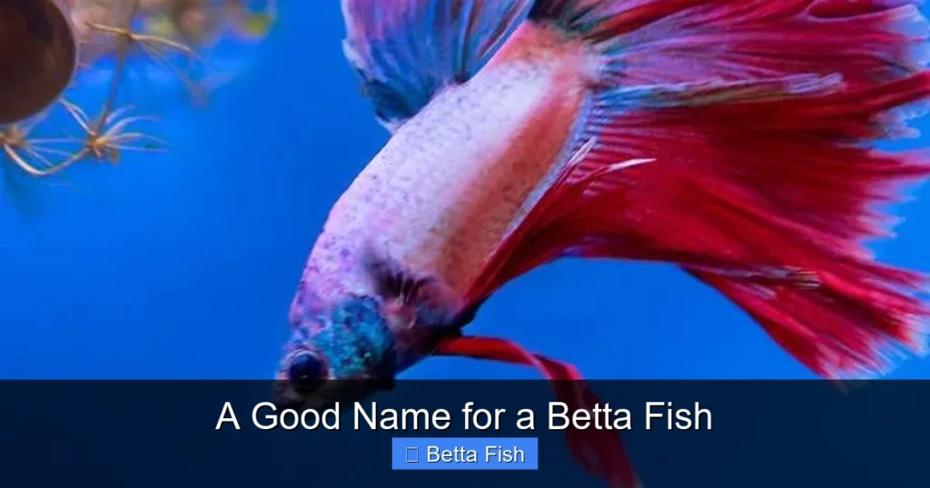 A Good Name for a Betta Fish