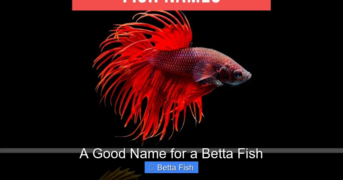 A Good Name for a Betta Fish
