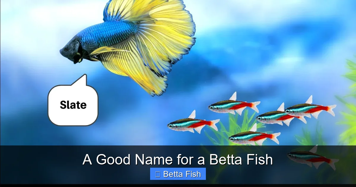 A Good Name for a Betta Fish