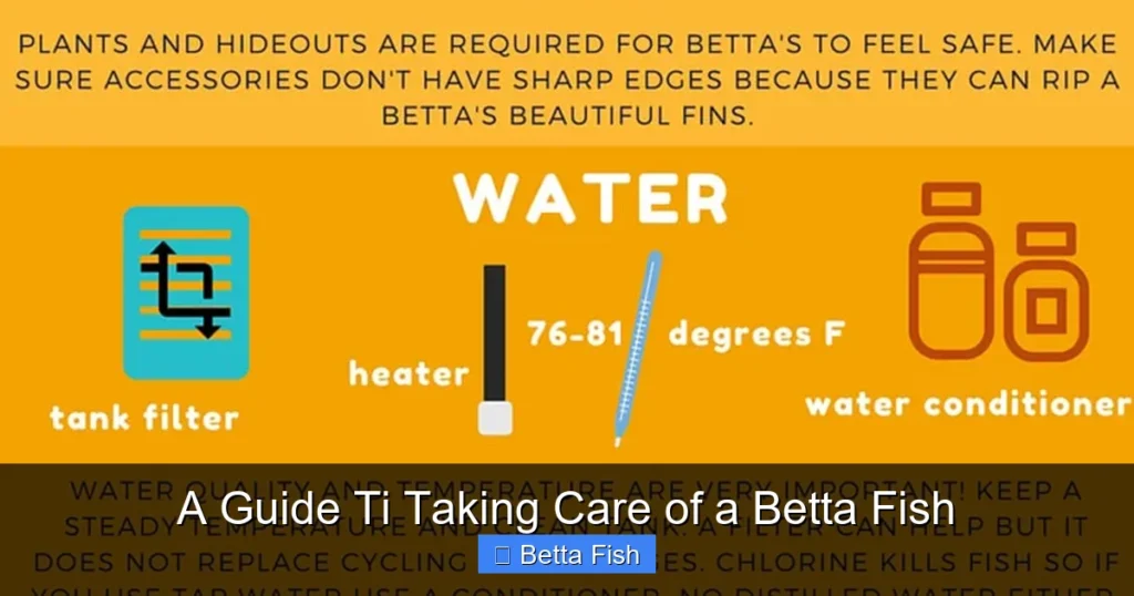 A Guide Ti Taking Care of a Betta Fish