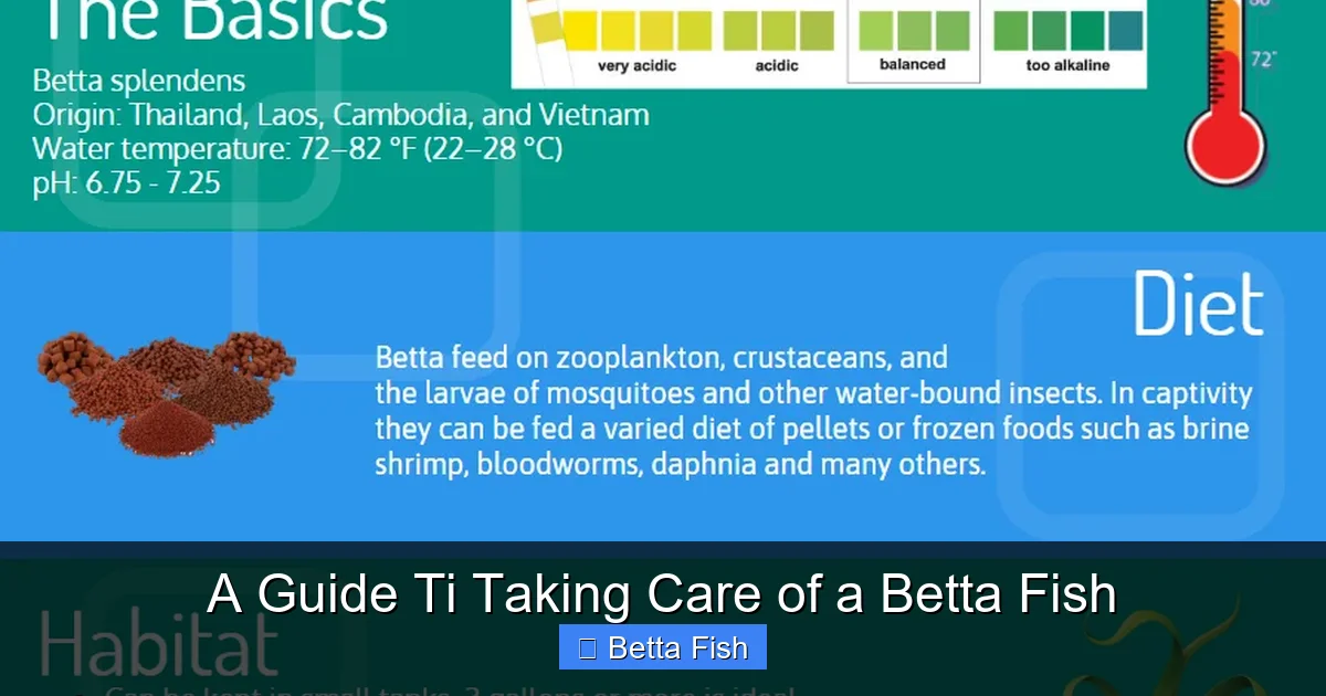 A Guide Ti Taking Care of a Betta Fish