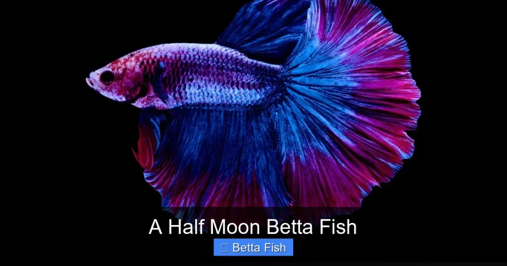 A Half Moon Betta Fish