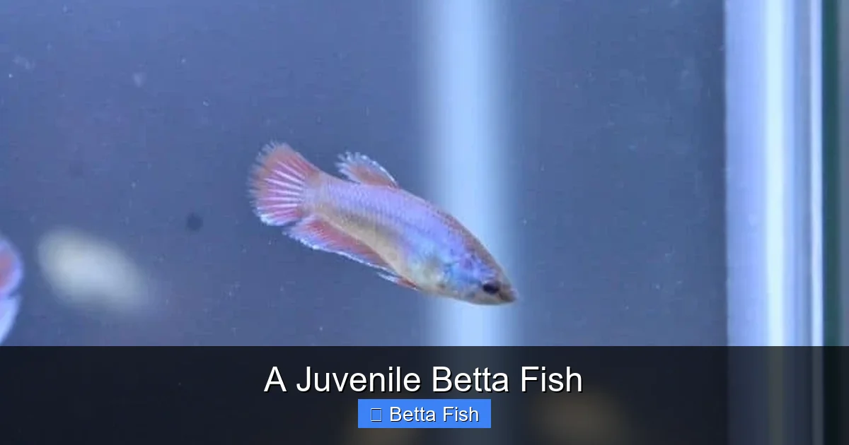 A Juvenile Betta Fish