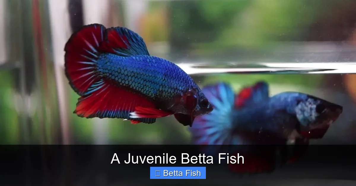 A Juvenile Betta Fish