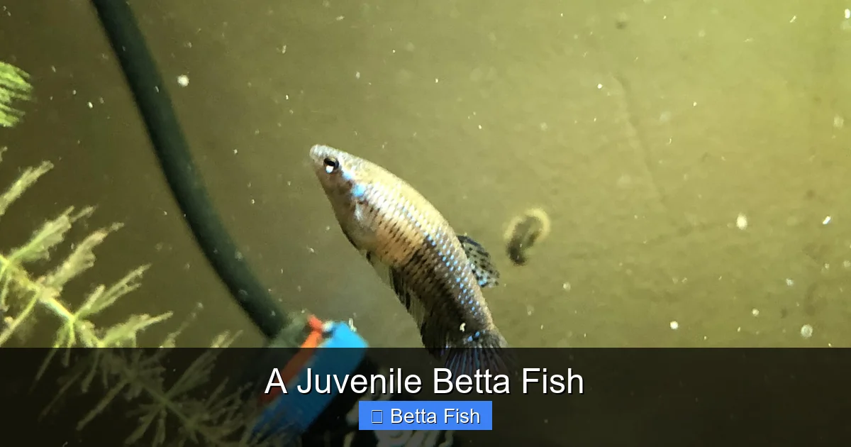 A Juvenile Betta Fish
