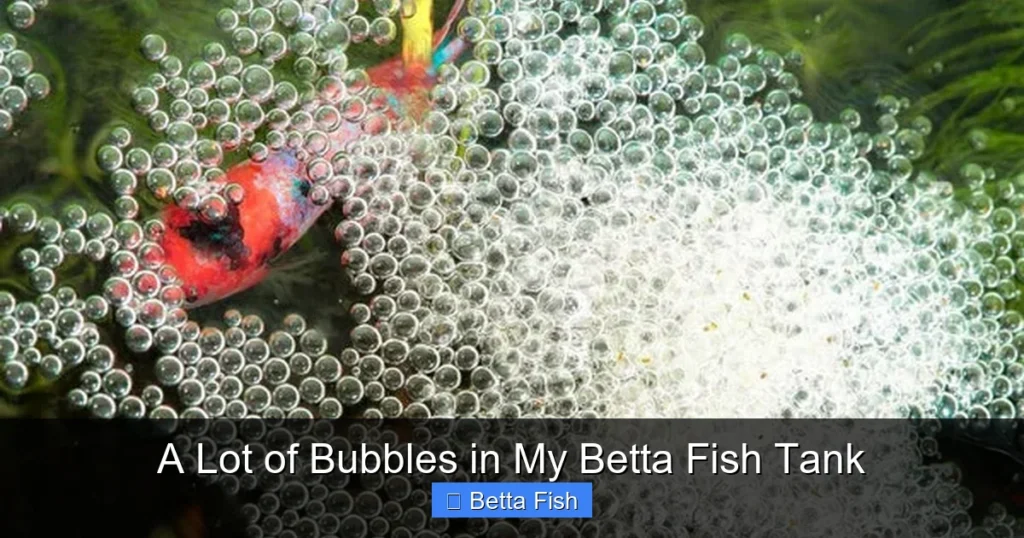 A Lot of Bubbles in My Betta Fish Tank