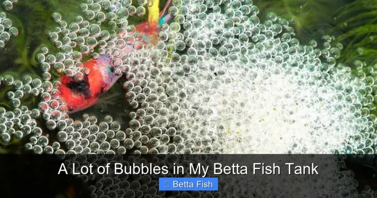A Lot of Bubbles in My Betta Fish Tank