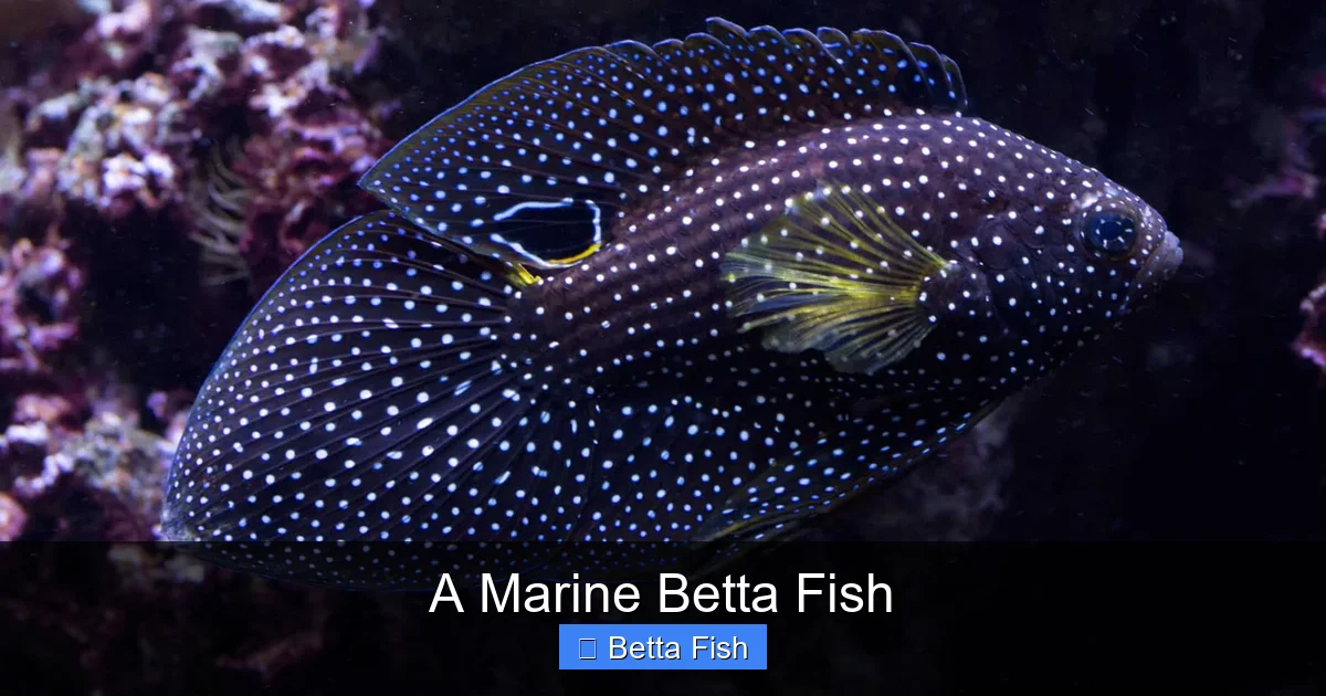 A Marine Betta Fish