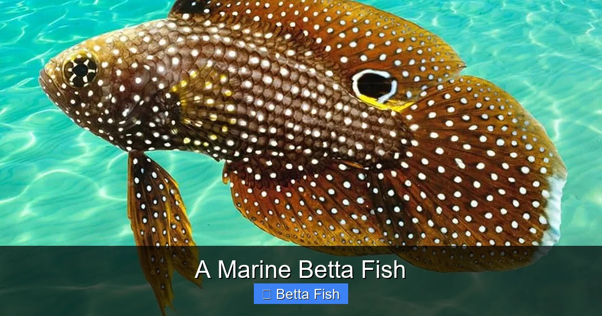 A Marine Betta Fish