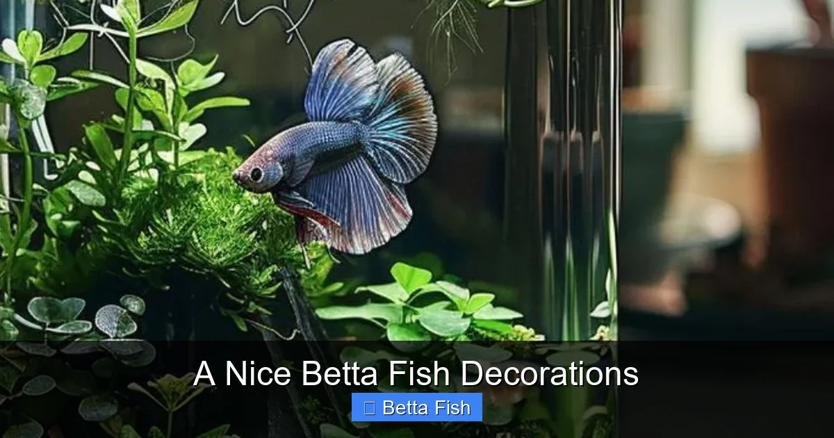 A Nice Betta Fish Decorations