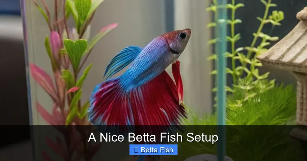 A Nice Betta Fish Setup
