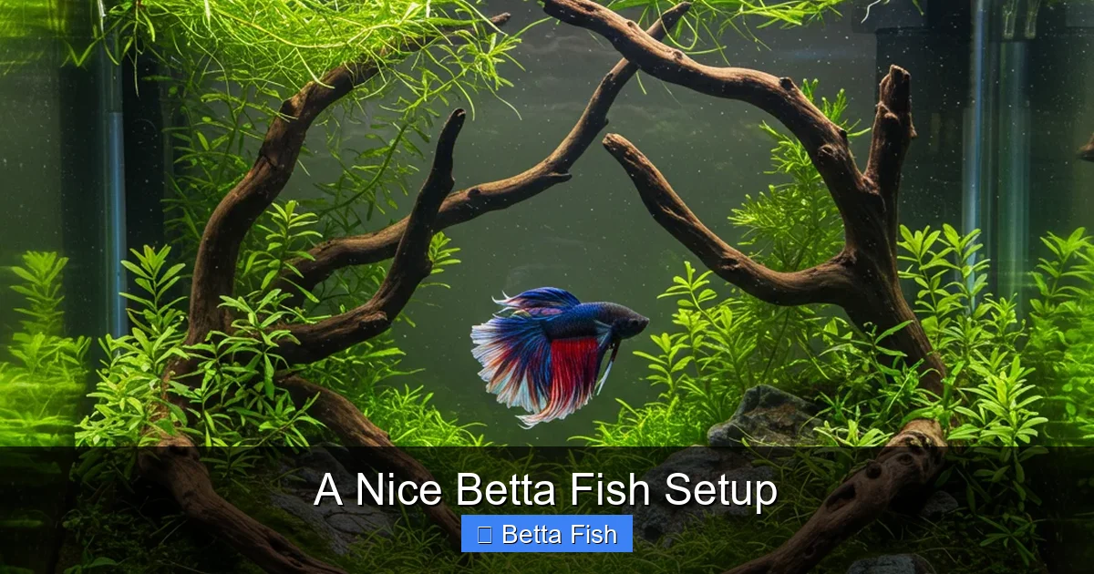 A Nice Betta Fish Setup