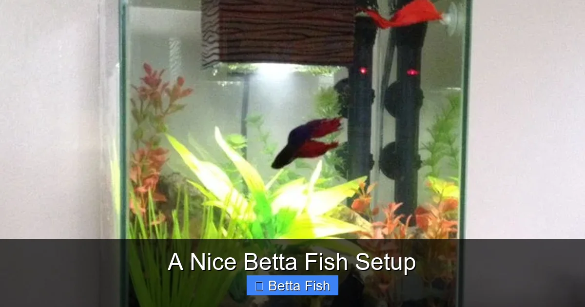 A Nice Betta Fish Setup